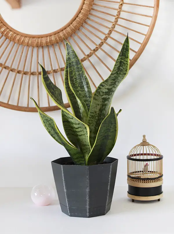 Low Light - Snake Plant