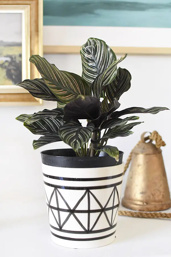 Low Light - Pinstripe Calathea