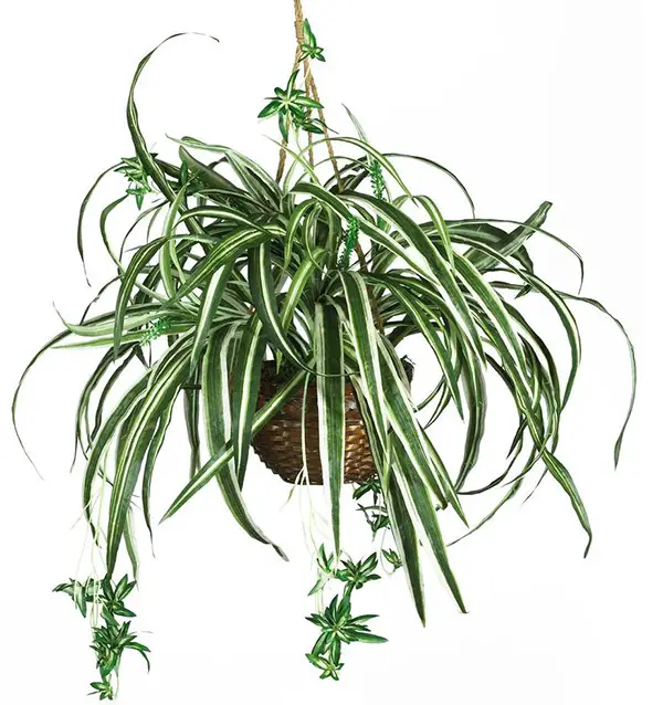 Low Light - Spider Plant