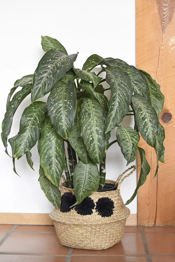 Low Light Plant - Dumb Cane