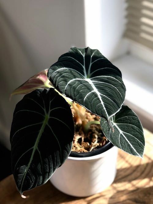 Velvet Leaf Indoor Plants 4