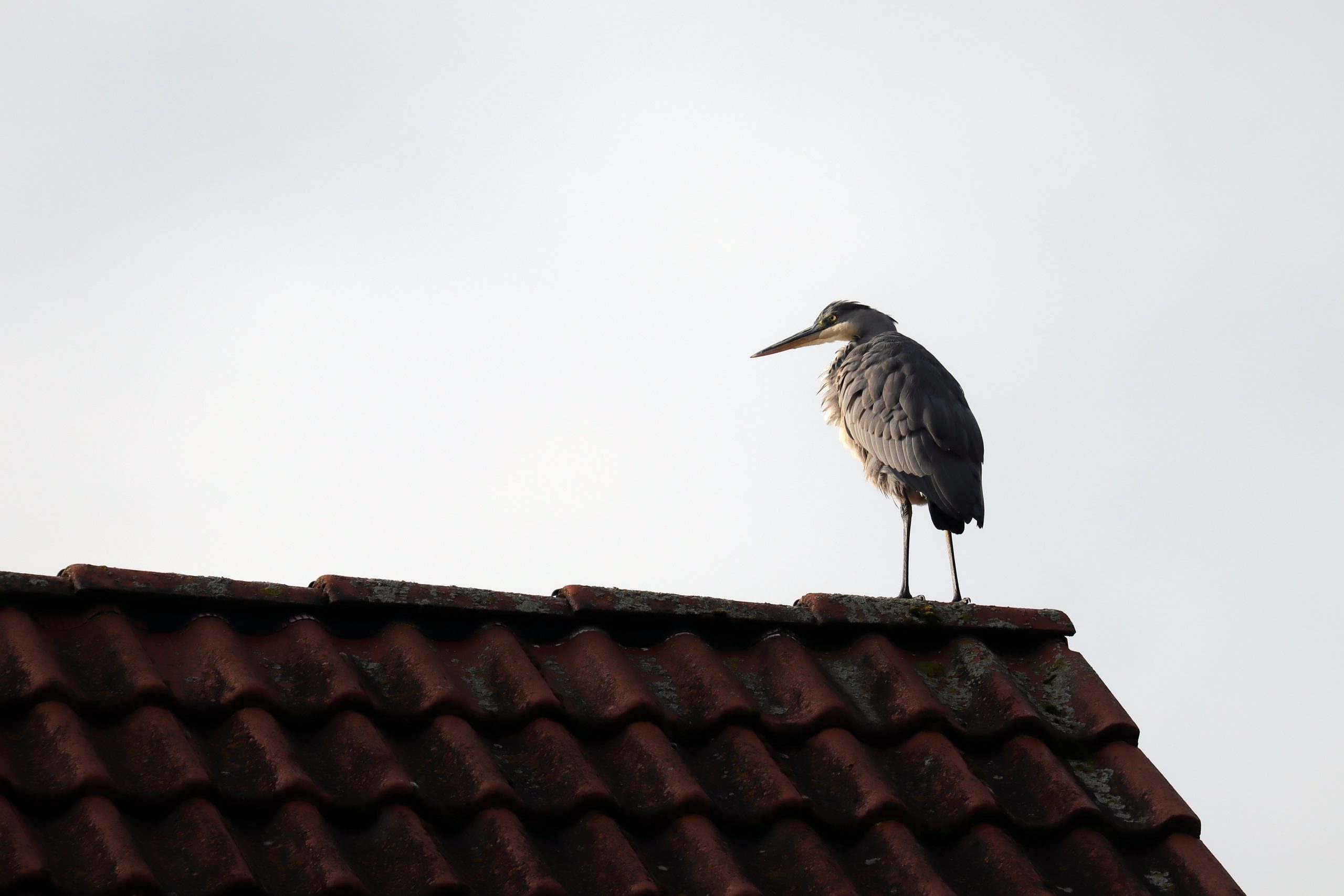 bird, heron, grey heron