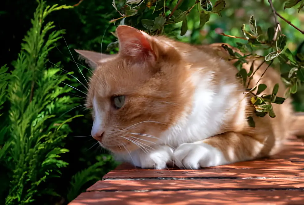 cat slide roof