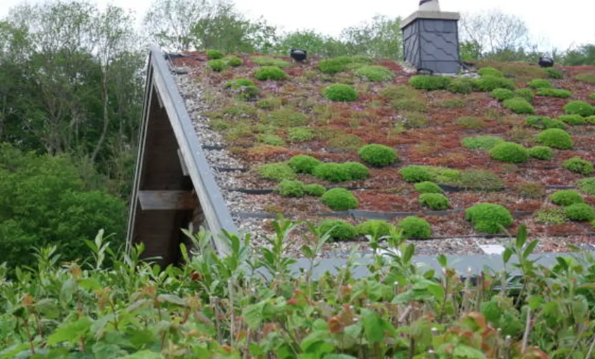 green roofs and living roofs