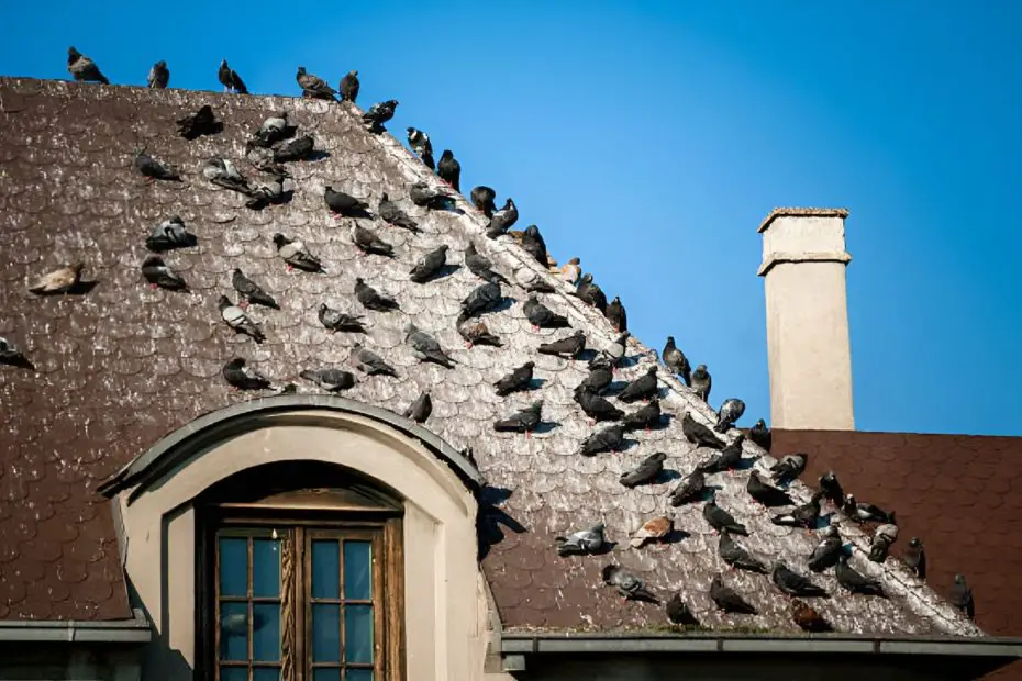 how to clean bird poo from roof shingles