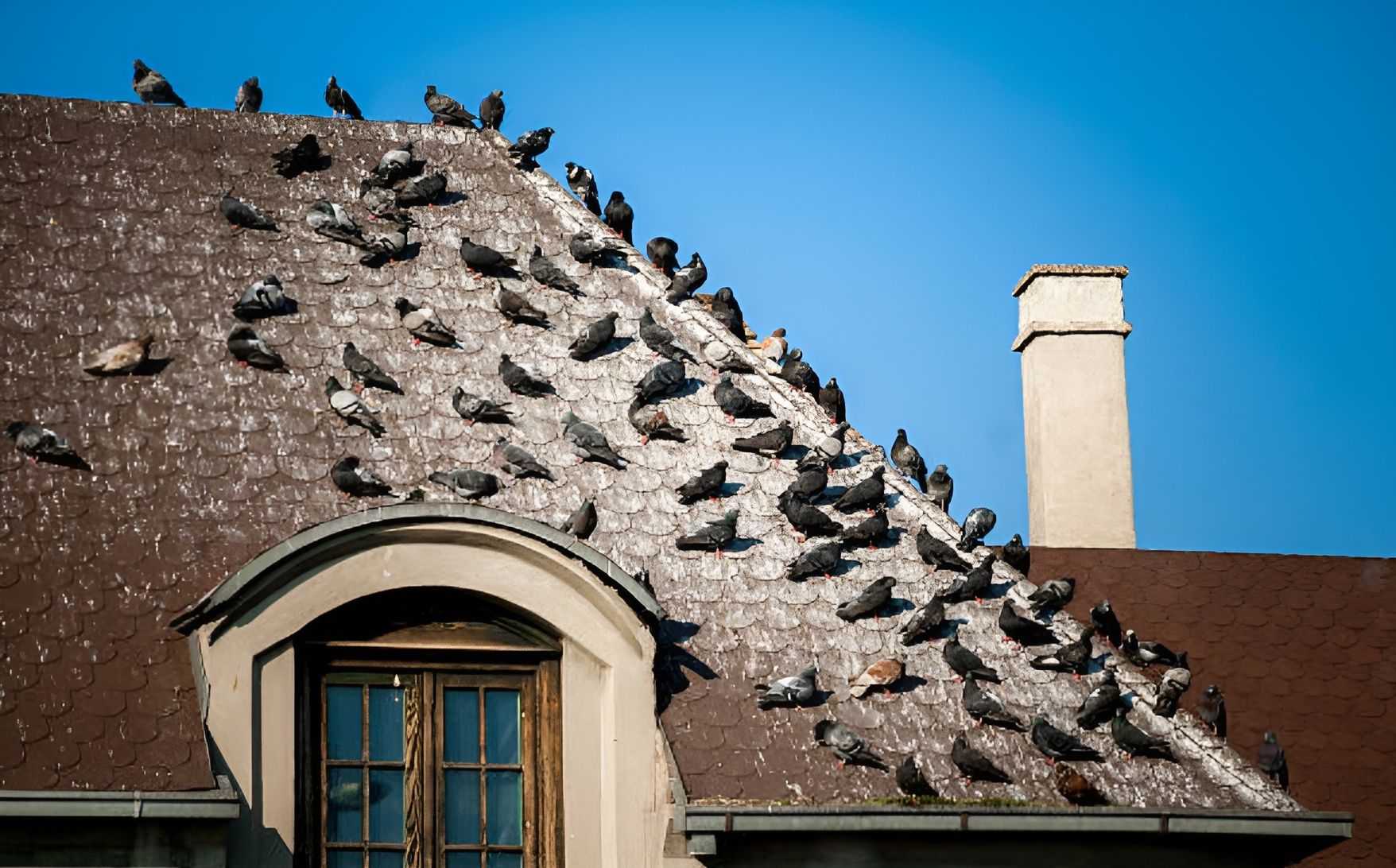 how to clean bird poo from roof shingles