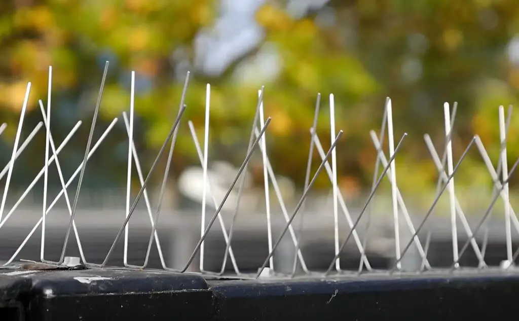 glued bird spikes detail